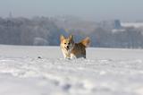 CORGI PEMBROKE 953